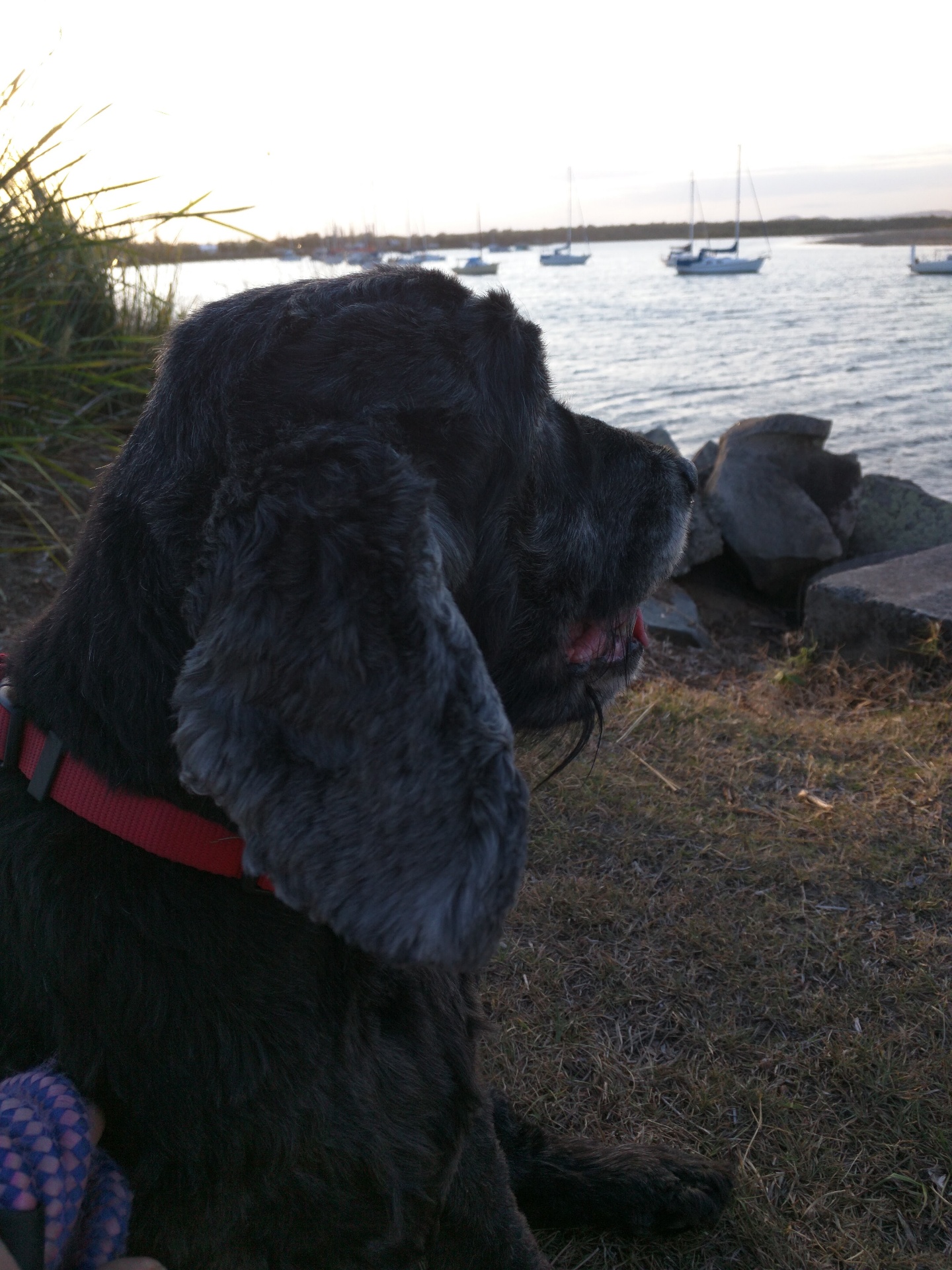 Casper, a senior black cocker spaniel, watching sailboats at sunset on the Clarence River